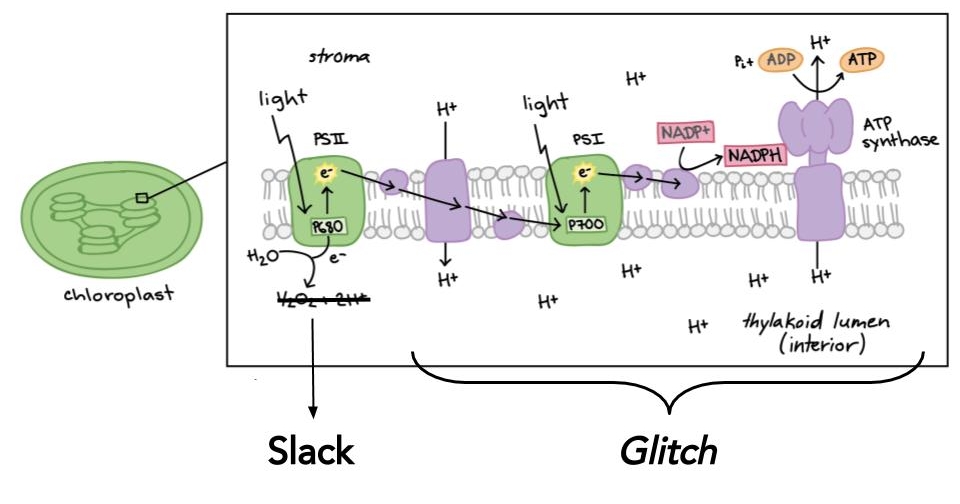 (An updated photosynthesis diagram)